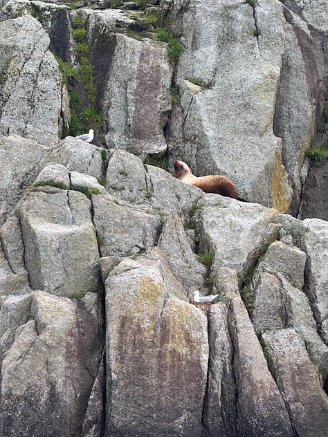 Six scenes from the Kenai Fjords tour with water, cliffs, whales, sea lions and birds.