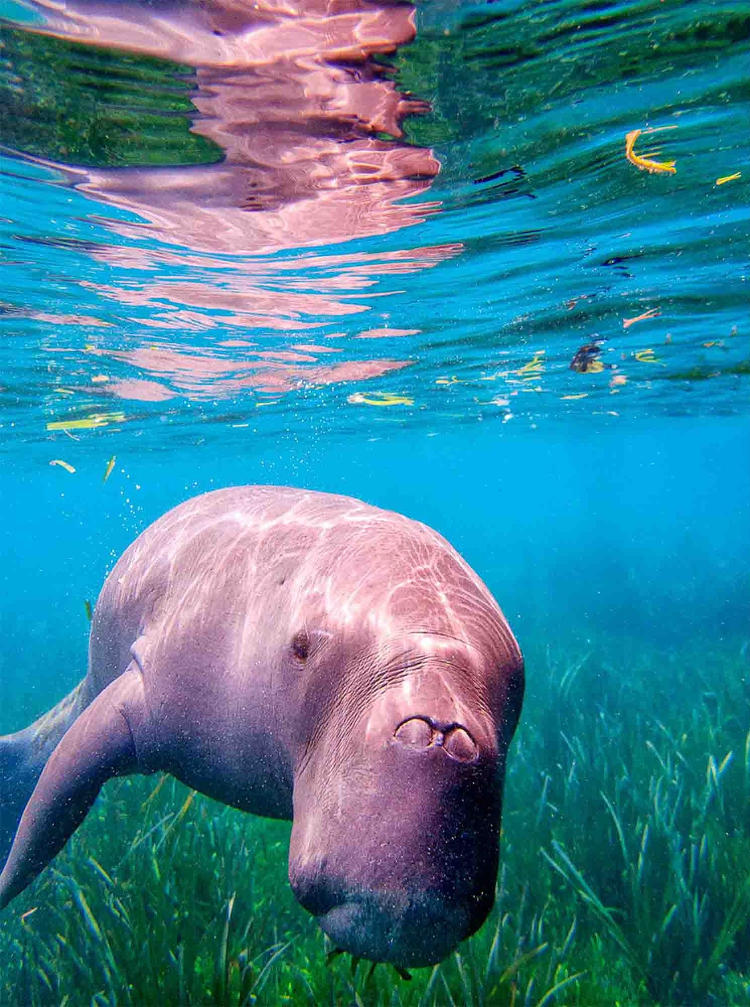 EarthStuff - Comparative Analysis Of Seagrass Biophysical Properties Mapping Using Multi-Resolution Satellite Imagery And Machine Learning In The Shallow Waters Of Teluk Pandan, Lampung, Indonesia