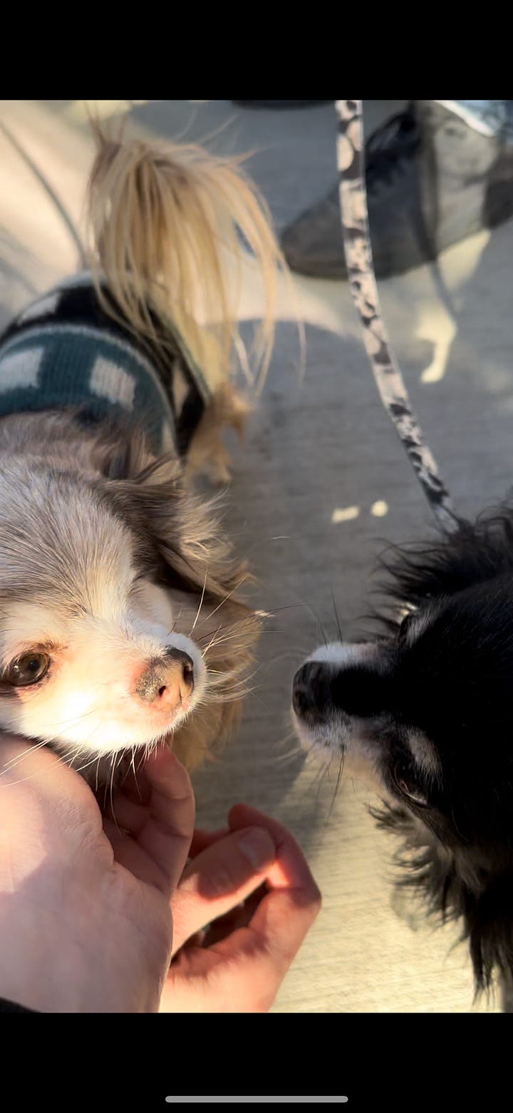 two chihuahuas receive pets