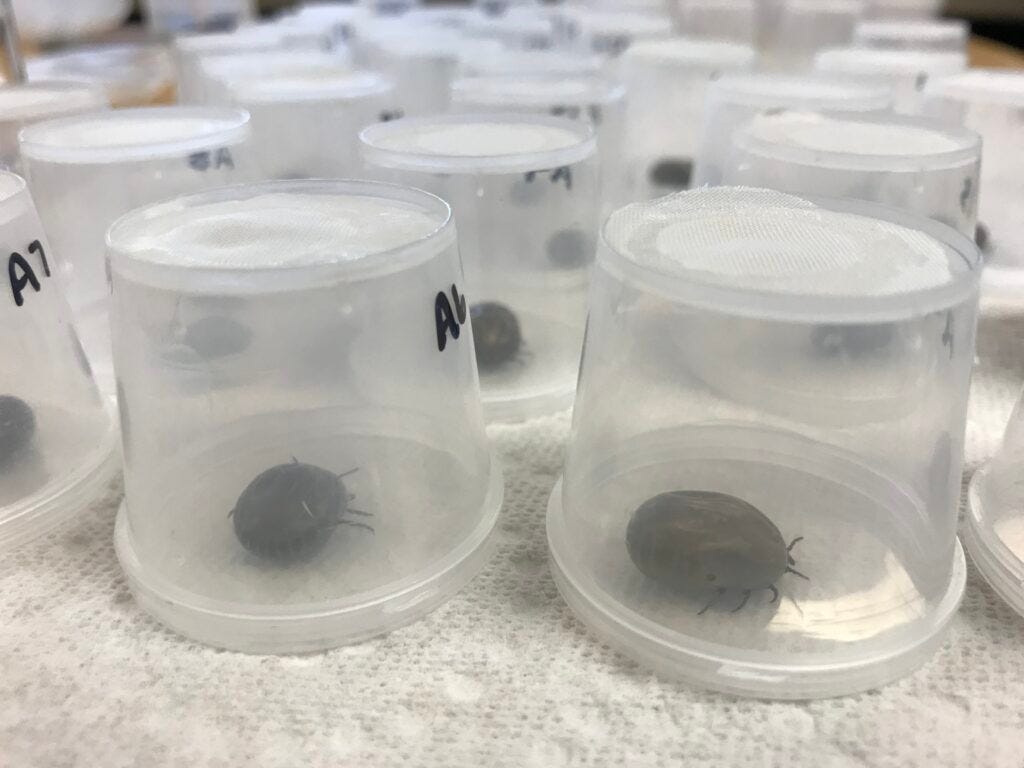 Moose Tick Research | Vermont Fish and Wildlife Conservation Group