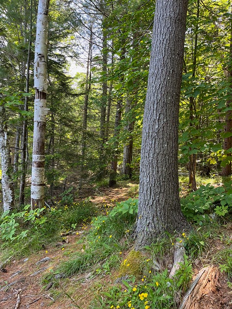 Awe: what it is and how to find it - by Rach Rose