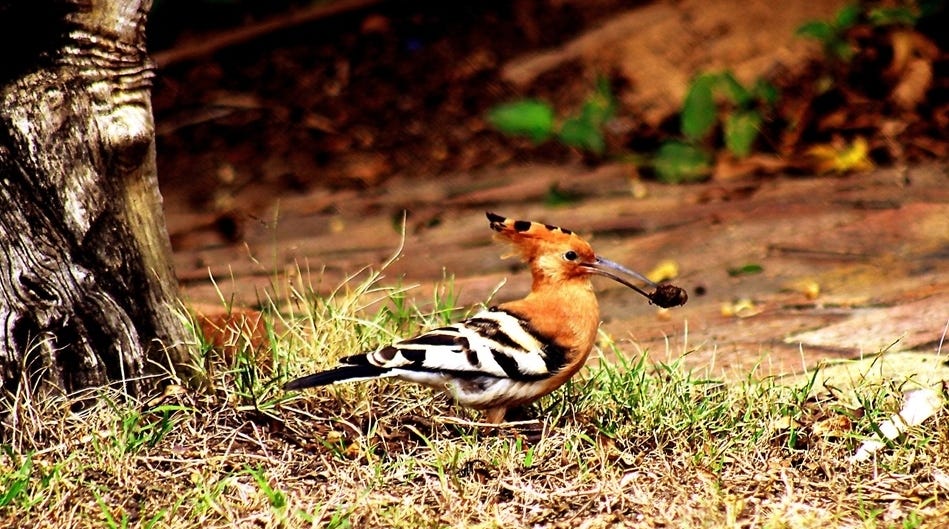 Hoopoe in our garden Hoopoe in our garden