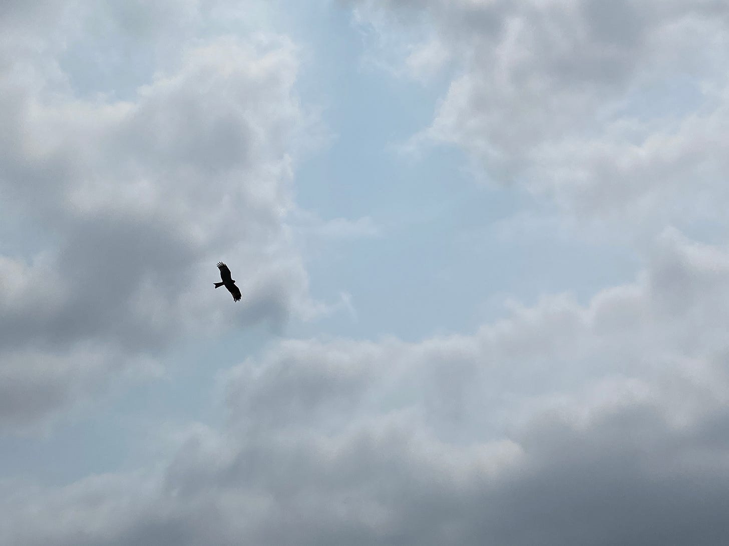 Silhouette photo of a kite (bird) against a cloudy and blue sky Silhouette photo of a kite (bird) against a cloudy and blue sky