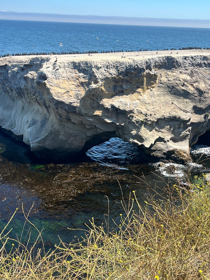 A collection of images from California's central coast, including a view from the Madonna Inn in San Luis Obispo, the seashore, flowers overlooking the water, and a building-sized rock covered with birds.