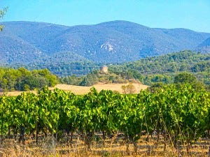 The Perrin Family's Luberon vineyards, with Mont Ventoux in the background.