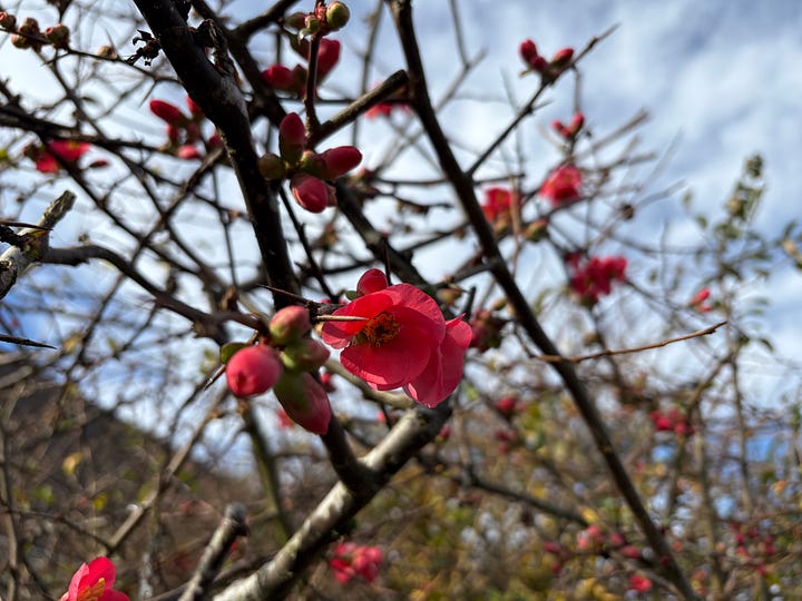 images of a clear blue day and the Puget Sound as well as bushes budding with flowers