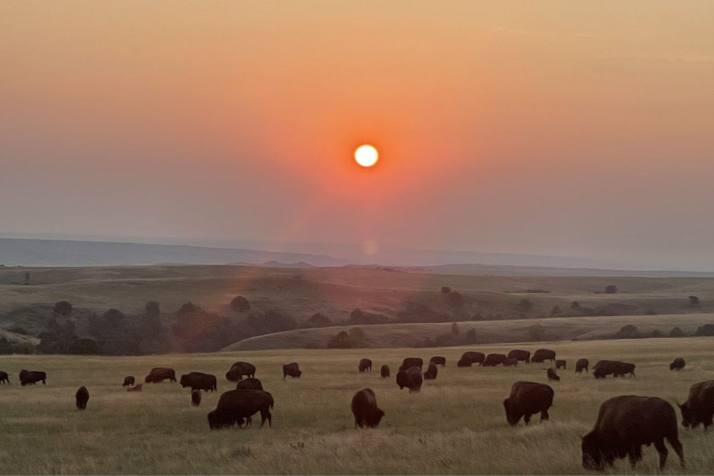 Sunset and Bison at Badlands National Park. Sunset and Bison at Badlands National Park.