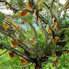 Planet Ficus Monthly Roundup #3