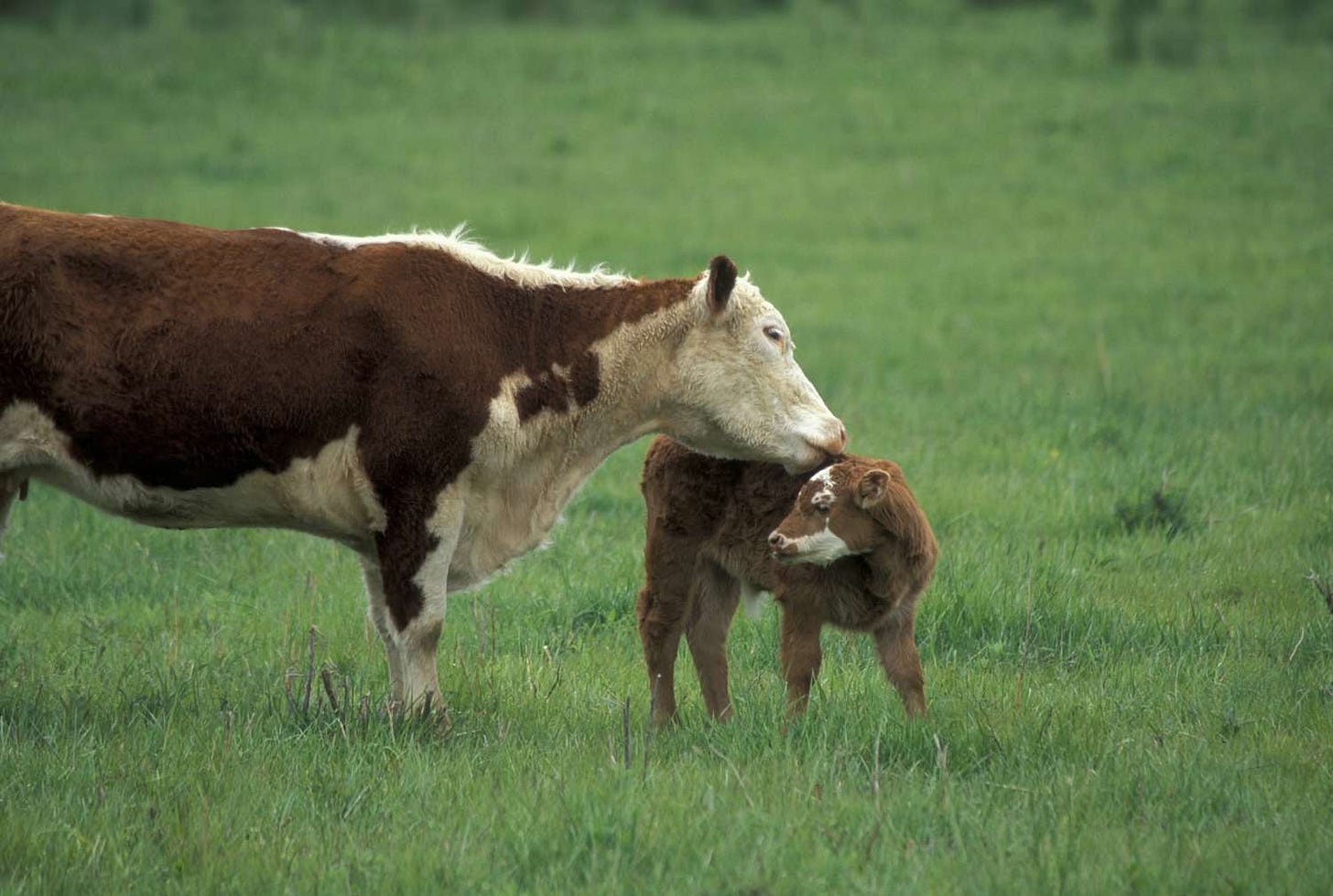 The Pasture" by Robert Frost: A Poem of Invitation The Pasture" by Robert Frost: A Poem of Invitation