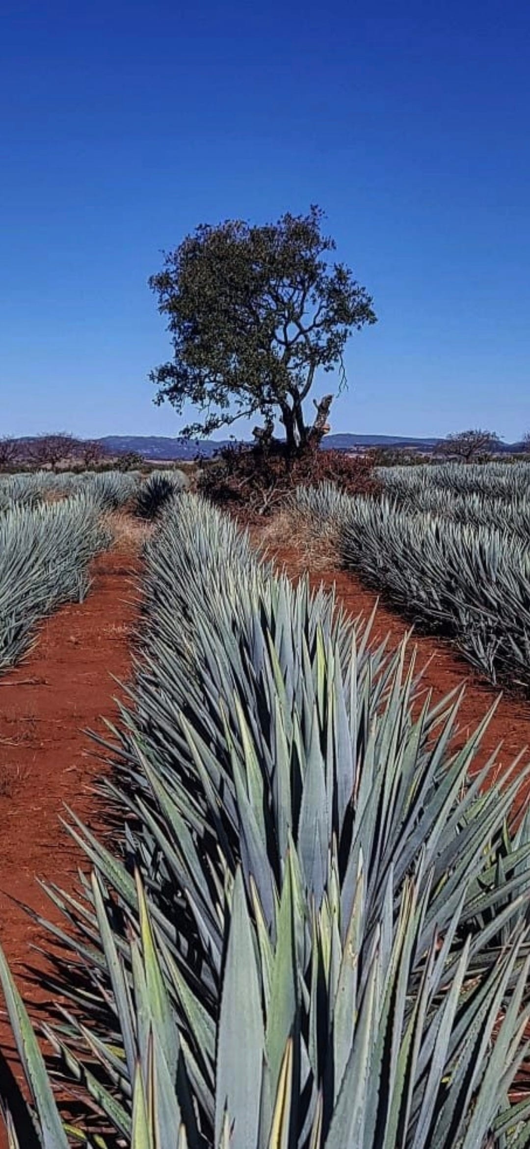 Rooted in Red: The Hidden Magic of Highland Agaves