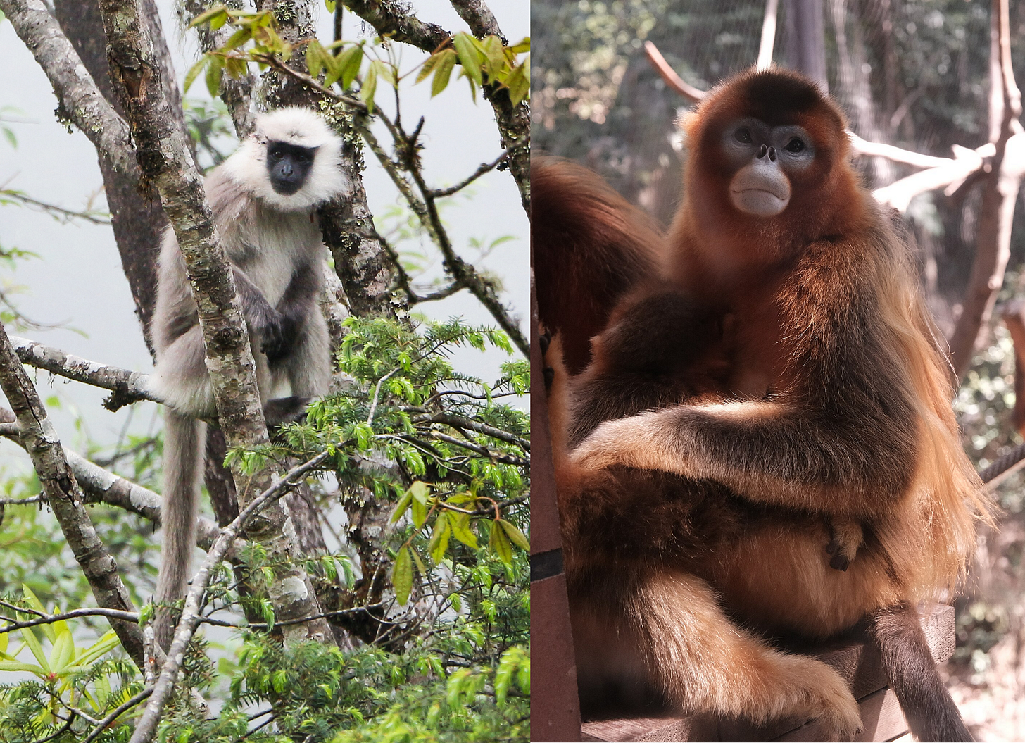 Nepal grey langur and golden snub-nosed monkey Nepal grey langur and golden snub-nosed monkey