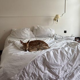 Recent Intelligence: culture, ideas, and obsessions to elevate your week /033