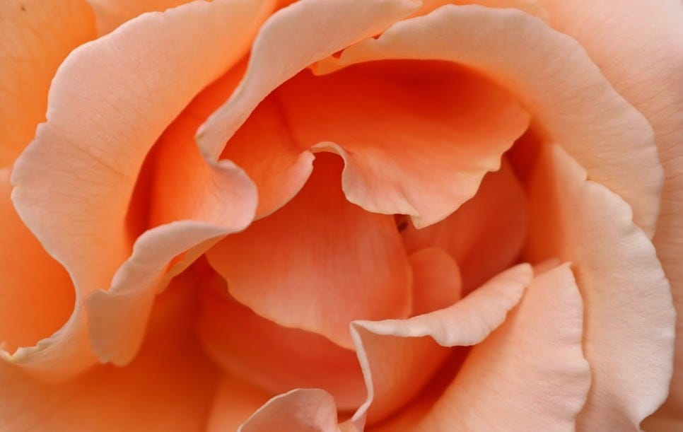 shallow focus photography of orange flower