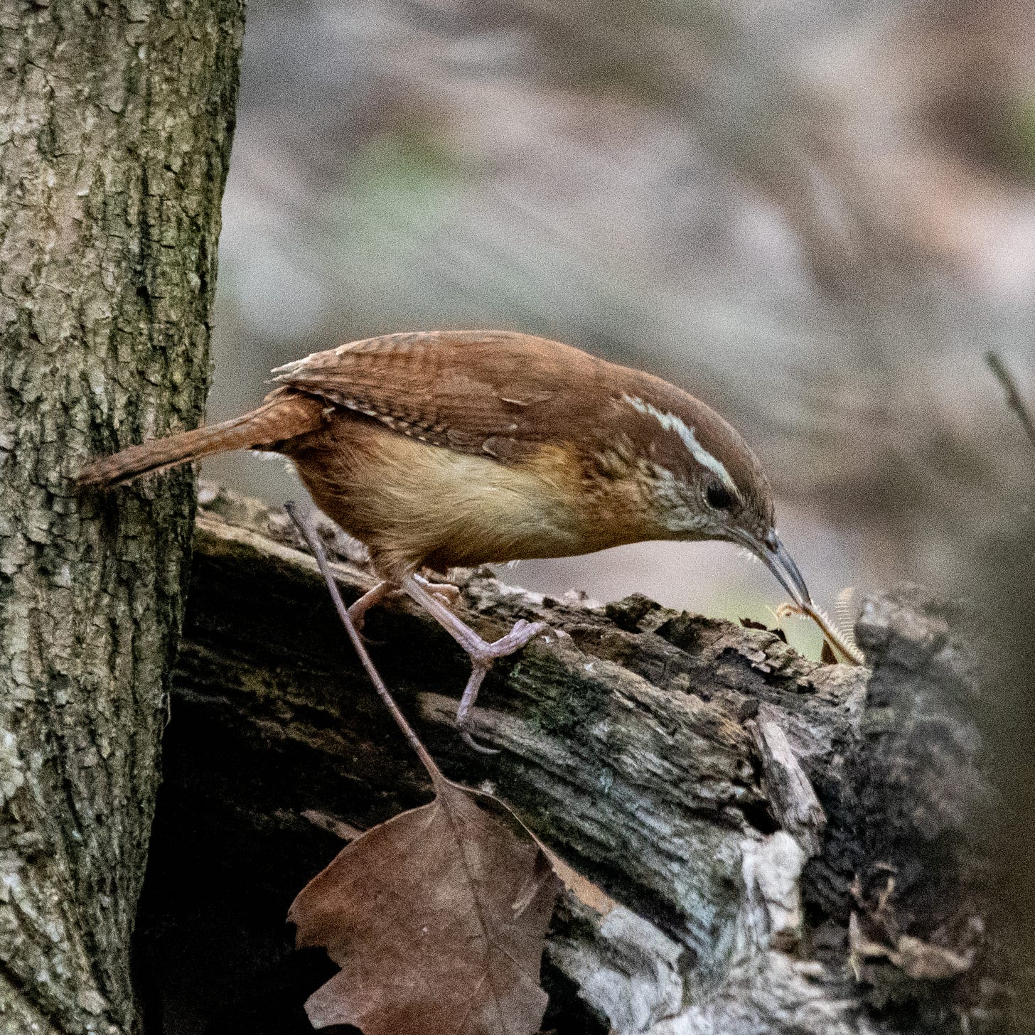 A Carolina wren yanking on a millipede