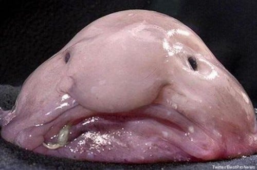o-BLOBFISH-570.jpg o-BLOBFISH-570.jpg