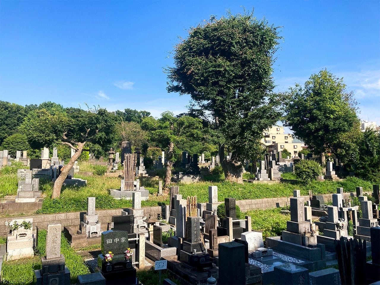 The beautifully landscaped Somei Cemetery near Sugamo Station is also a meeting point for birdwatchers and local pensioners. (© Gianni Simone)