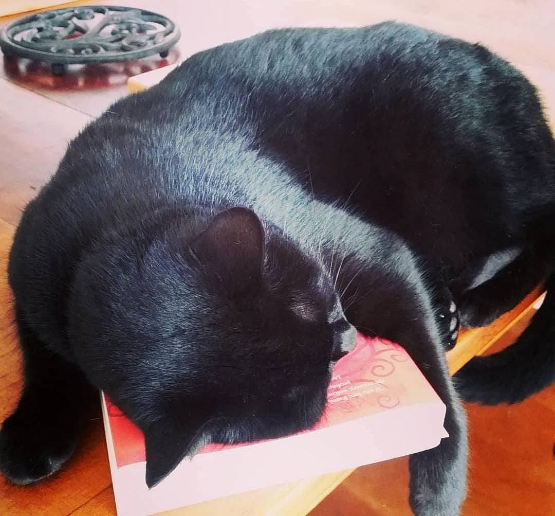 A sleeping black cat is curled up on it's favorite book A sleeping black cat is curled up on it's favorite book