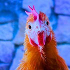 Bird Flu: CPT Code Update Readies U.S. Health Systems for New mRNA Jab Rollout Skipping FDA Approval Process