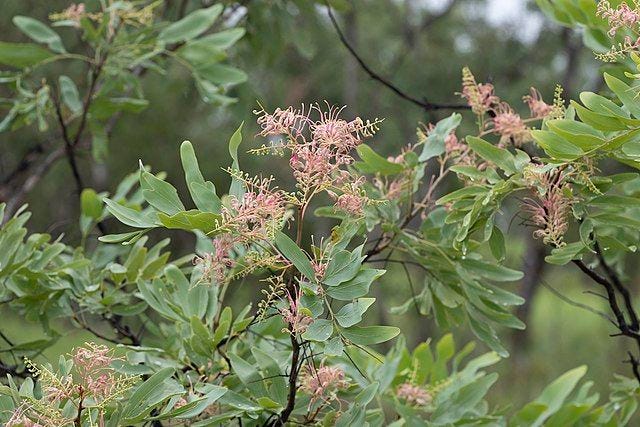Grevillea decurrens [flower and foliage wikicommons].jpg