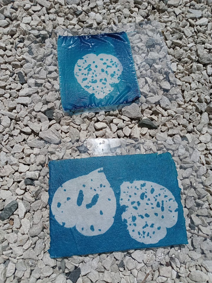Cyanotypes in situ, image 1 of two kawakawa leaves on top of blue paper beneath a plastic cover, there is condensation with the leaves. In the background another sunprint is in process with and the blue is going grey gold. Image two shows two cyanotypes bright blue after rinsing and drying in the sun.