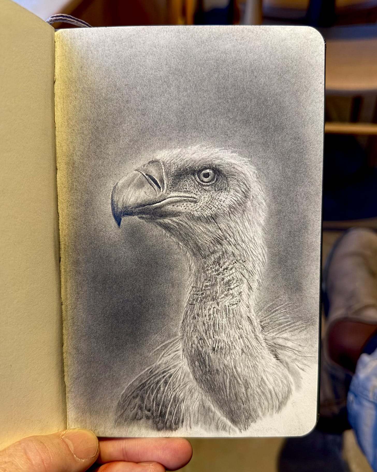 A drawing of a griffon vulture head in an open sketchbook. A drawing of a griffon vulture head in an open sketchbook.