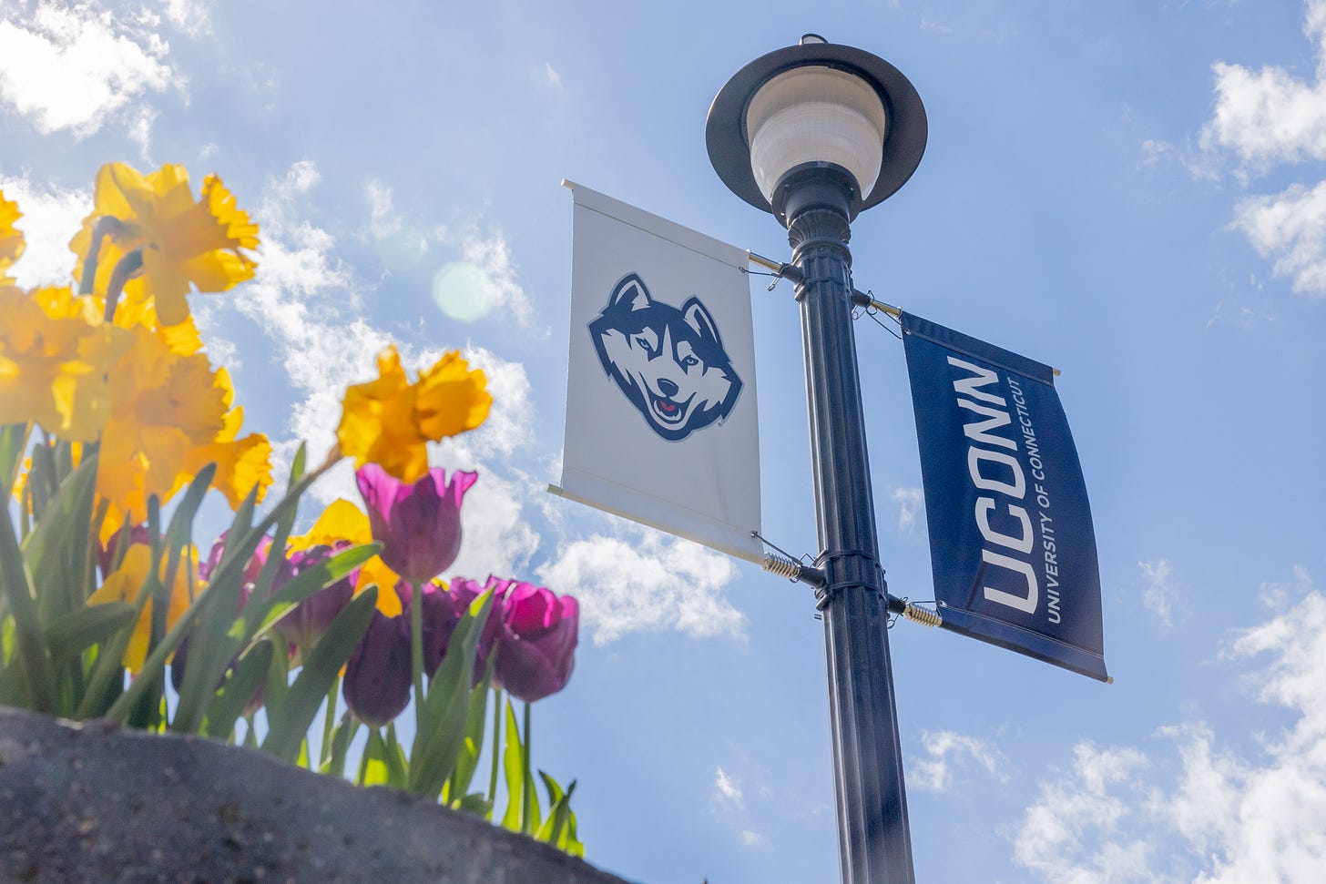 A photograph of a lightpole with UConn flags on it. There are blooming daffodils and tulips in the foreground A photograph of a lightpole with UConn flags on it. There are blooming daffodils and tulips in the foreground