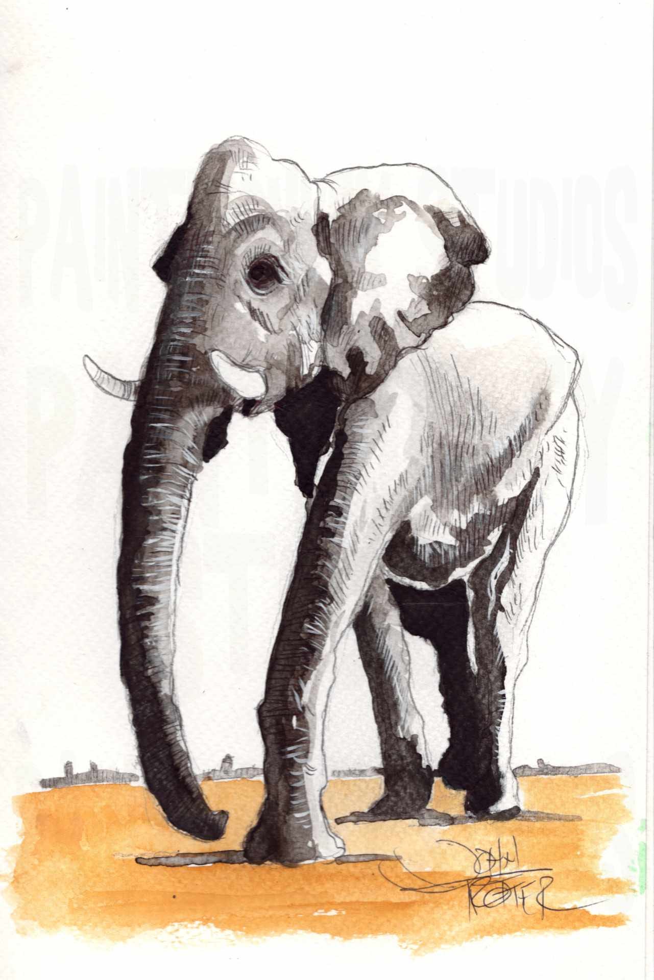 Ink wash and ballpoint drawing of an elephant with gouache accents.