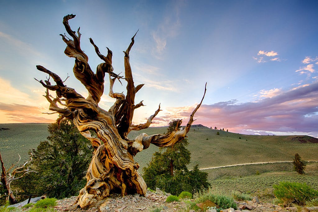 Methuselah, White Mountain, California Methuselah, White Mountain, California