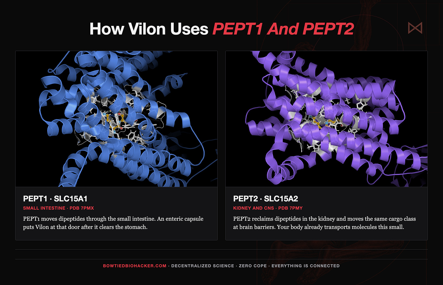 PEPT1 and PEPT2 with Vilon at the substrate site PEPT1 and PEPT2 with Vilon at the substrate site