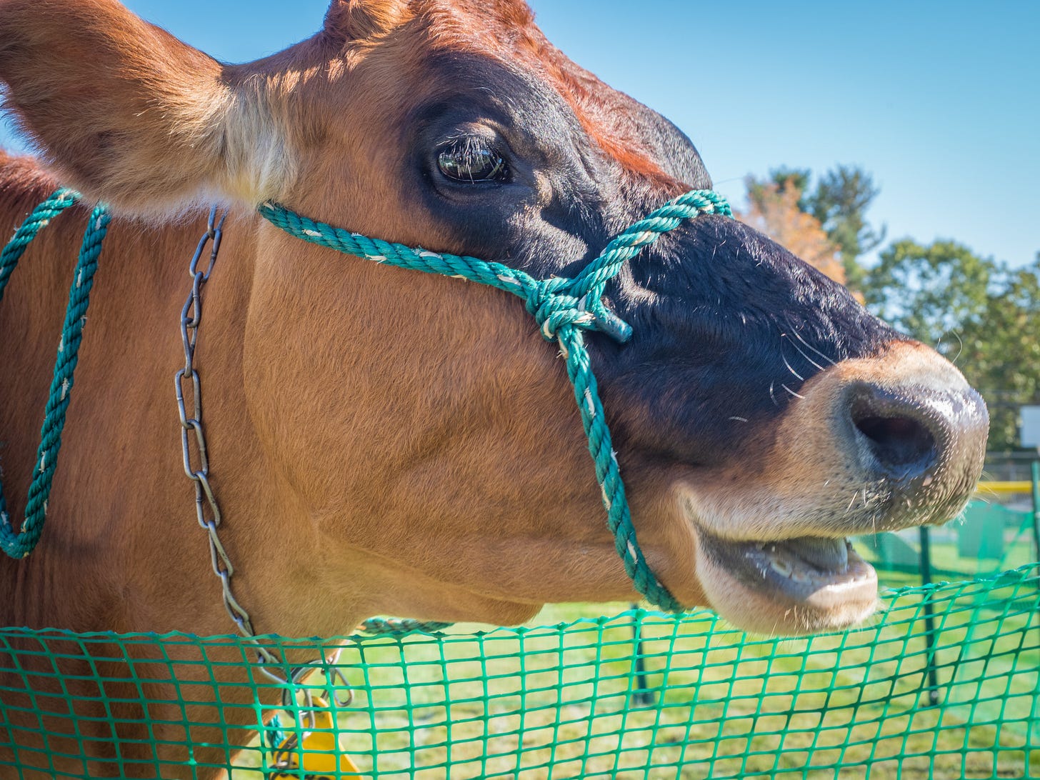 cow