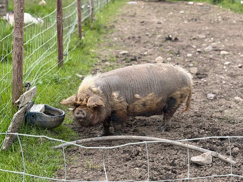 Three photographs of woolly pigs in a muddy enclosure in Wales: two resting on the ground, one standing beside a feeding trough, and a close-up of one facing the camera.