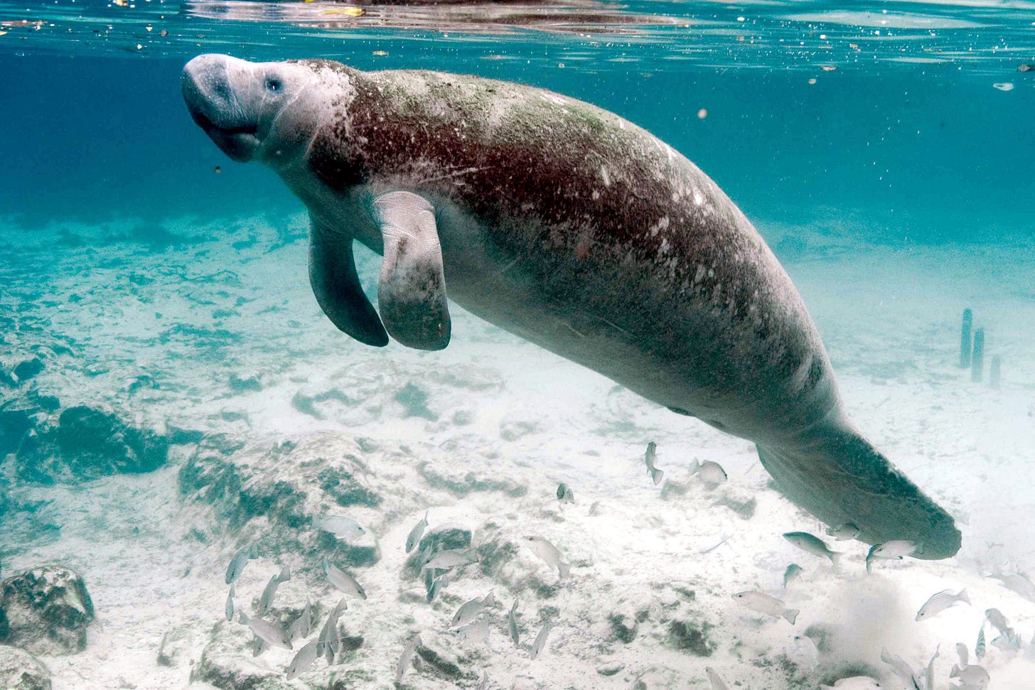 Manatee - Wikipedia