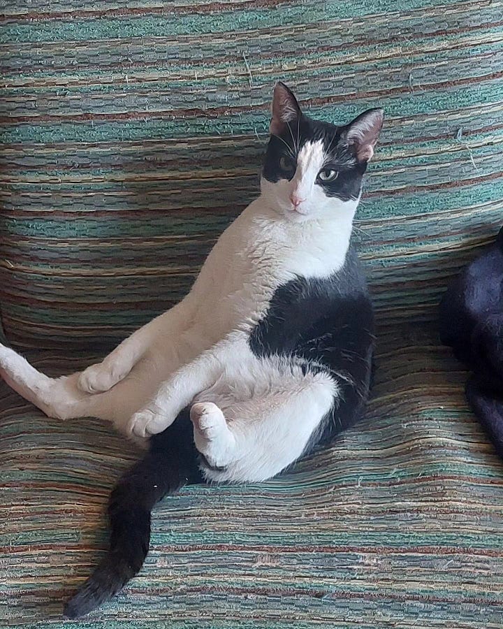 Black and white cats in various funny positions