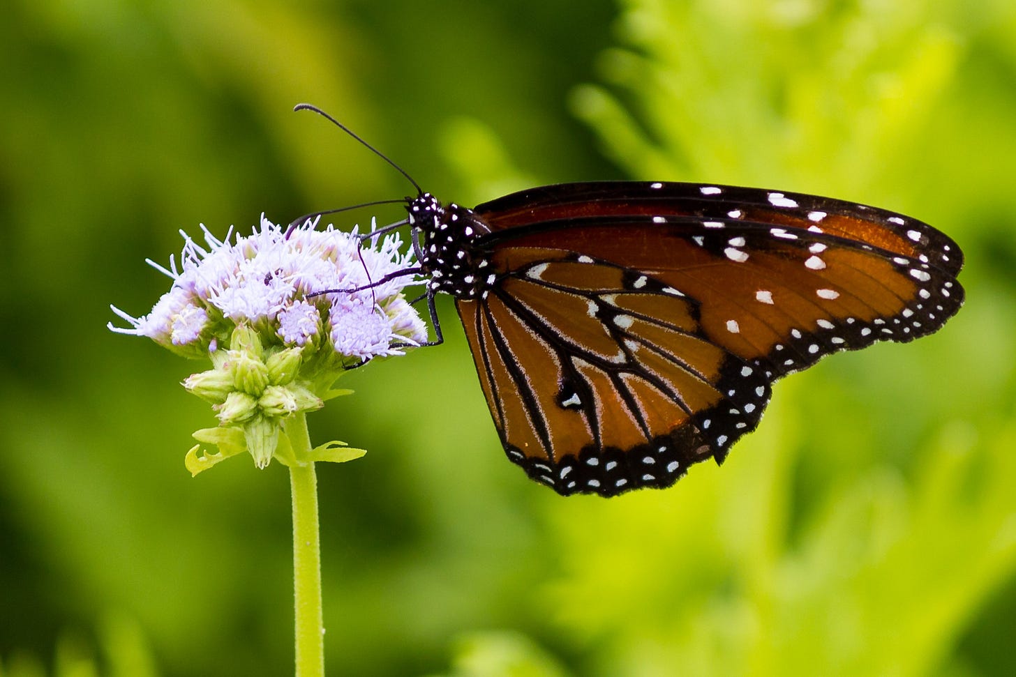 Butterfly on a flower at the Lady Bird Johnson Wildflower Center in Austin