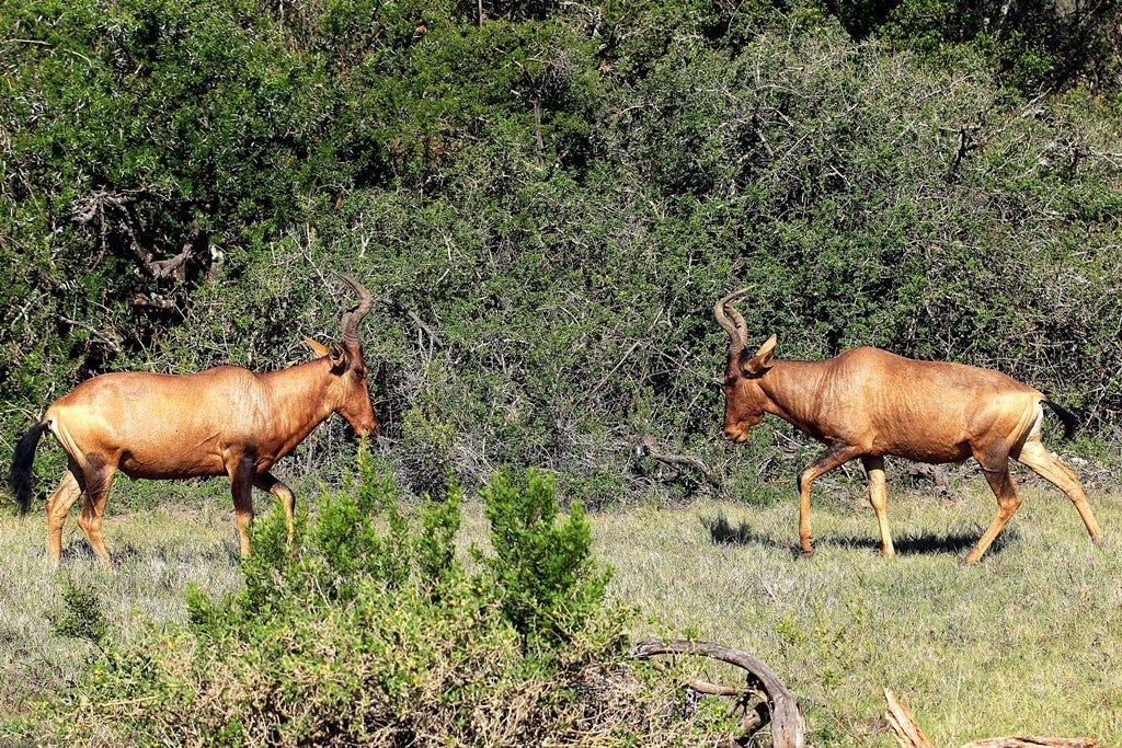 Hartebeest separated