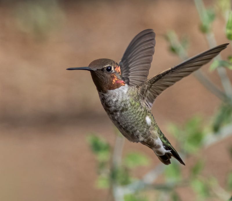 20250813-AshCanyon-107-Edit.jpg 20250813-AshCanyon-107-Edit.jpg