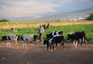 GettyImages-1623900342 cows