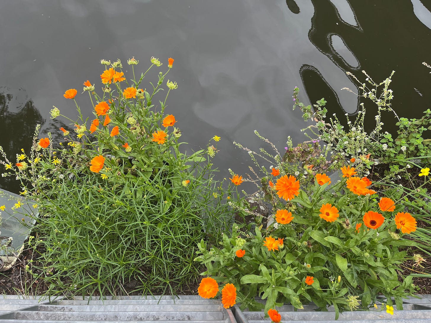 Orange Blüten über einem Kanal, von oben fotografiert.