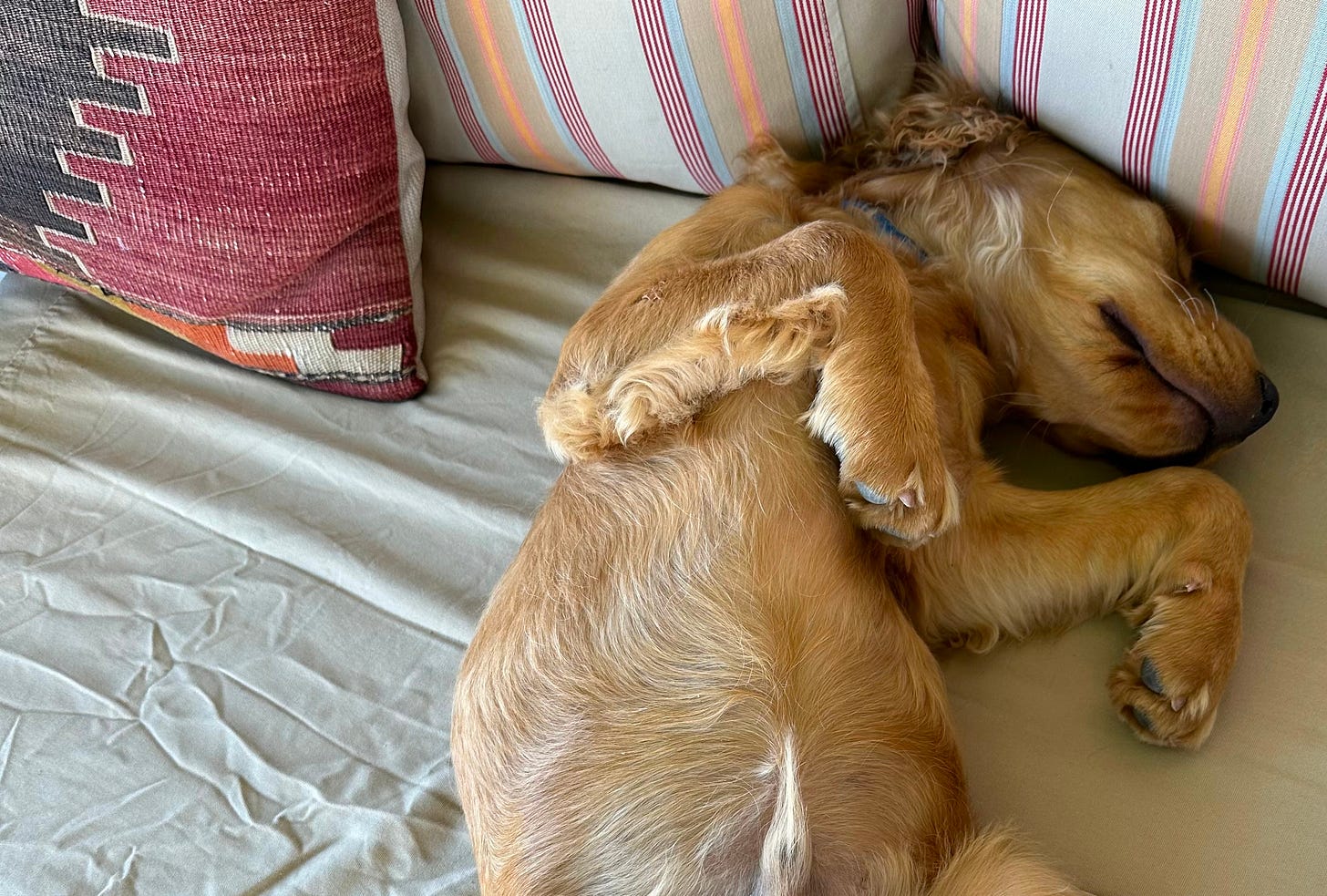 Puppy laying on its back, asleep on the couch. 