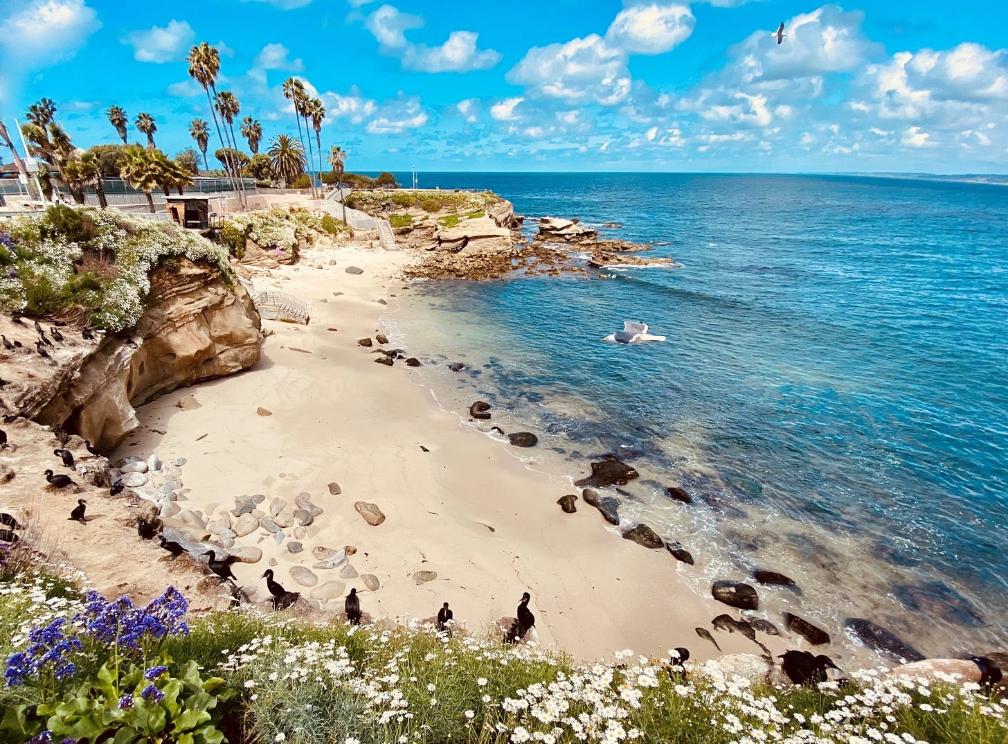 La Jolla News Nuggets: La Jolla Cove, space pilot, bitcoin, reservoir  project, more - La Jolla Light