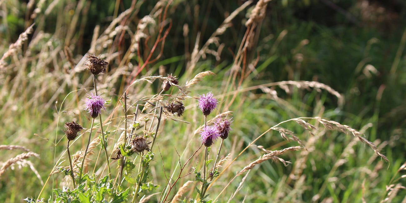 What makes a weed a weed?