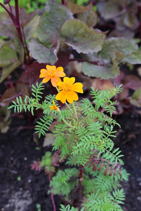 various flowering plants