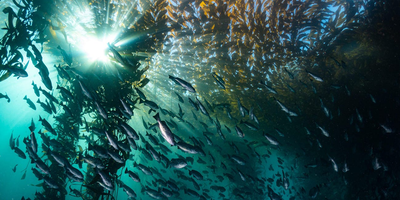 Regenerative Ocean Gardening, Kelp Farming and Marine Permaculture