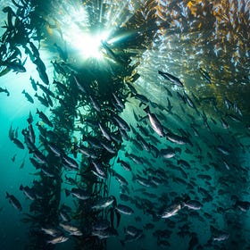 Regenerative Ocean Gardening, Kelp Farming and Marine Permaculture