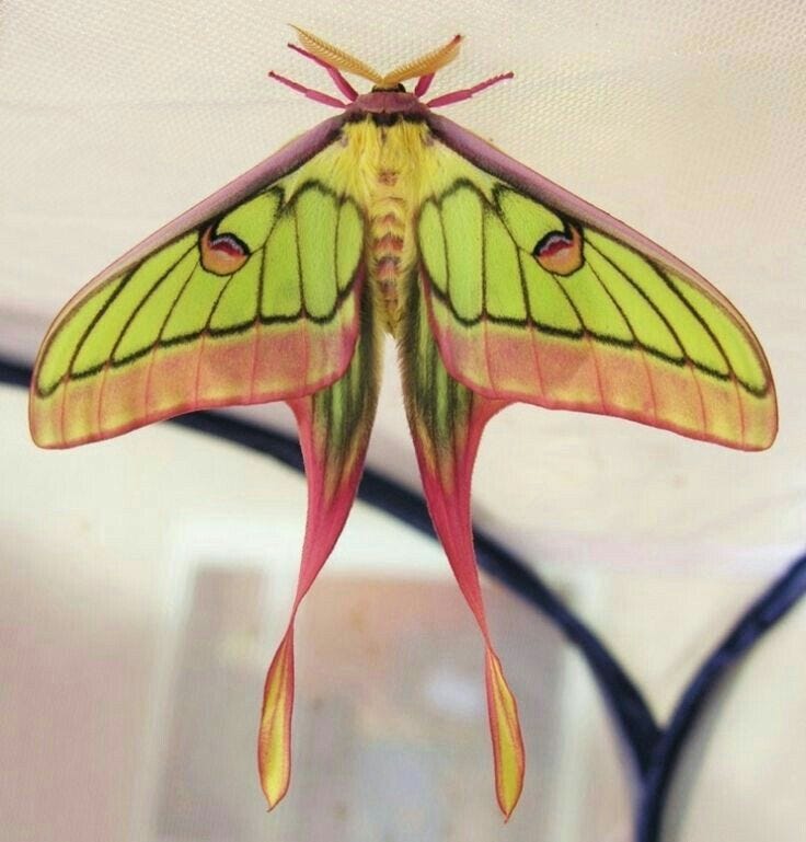 This may contain: a close up of a butterfly on a ceiling