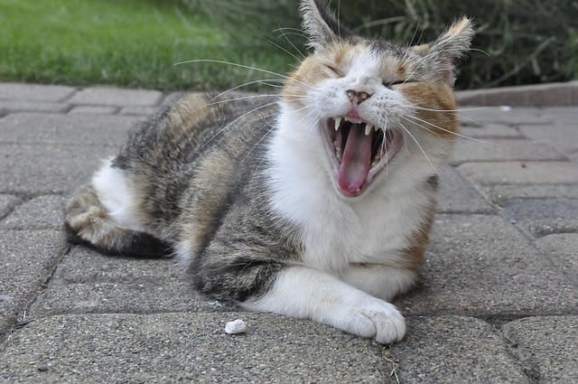 a yawning calico cat is lying on stone slabs