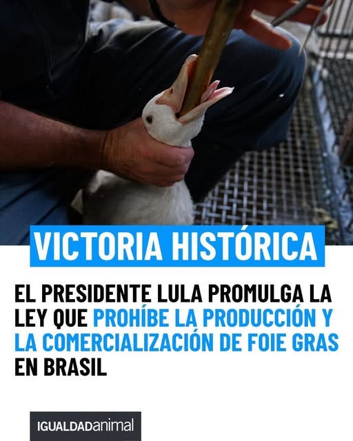 Puede ser una imagen de texto que dice "VICTORIA HISTORICA EL PRESIDENTE LULA PROMULGA LA LEY QUE PROHIBE LA PRODUCCIÓN Y LA COMERCIALIZACIÓN DE FOIE GRAS EN BRASIL IGUALDADanimal"
