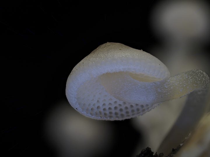 close-up shots of Luminous Porecaps