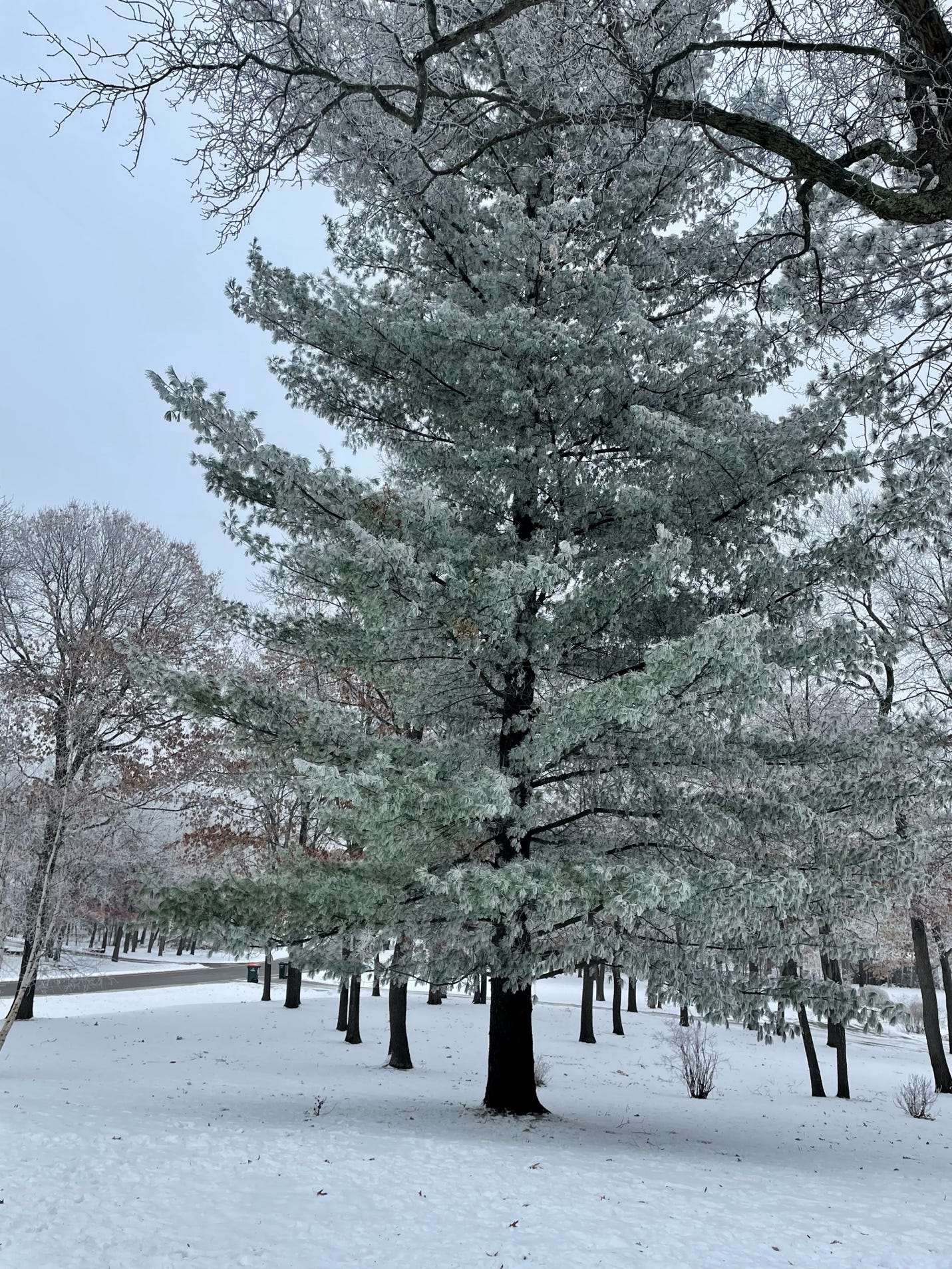 A tree in the snow

Description automatically generated