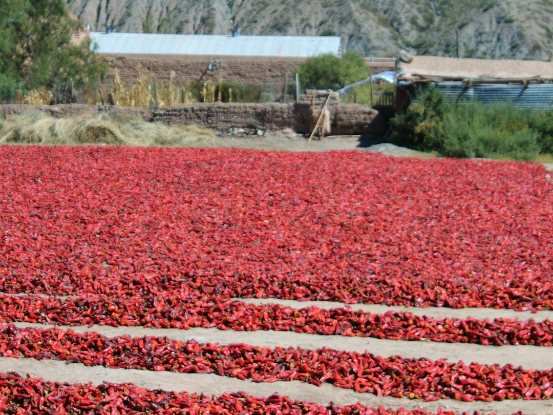 a field of red flowers with mountains in the background a field of red flowers with mountains in the background